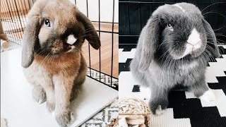 Holland Lop | Mini Lop | Bunnies Playing | Funniest Rabbit