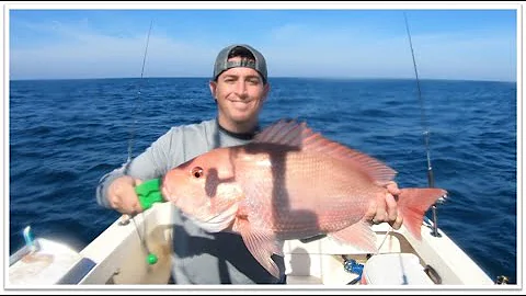 30-50 Miles Offshore From St. Petersburg, Fl- Red Snapper Overload!