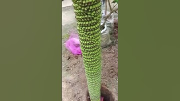 Buồng Chuối Trăm Nải. #tintuc24h #tintuc #tinnong #duykhampha #khampha #chuối #chuyenla