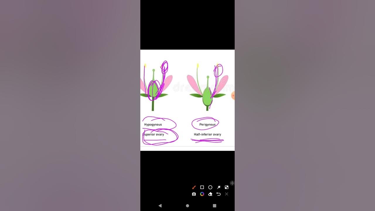 types_of_ovary epigynous_hypogynous_perigynous_ovary cbse neet biology YouTube