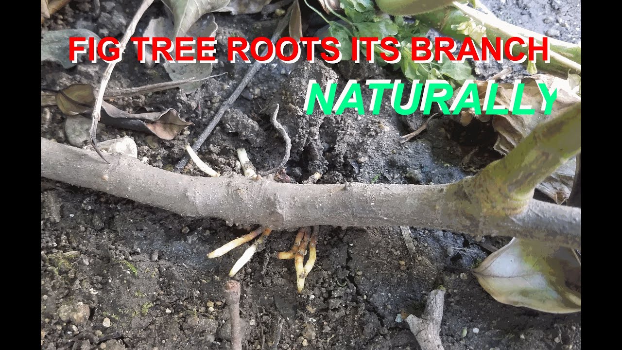 Awesome! Rooting Fig Tree Branch Naturally on the Ground