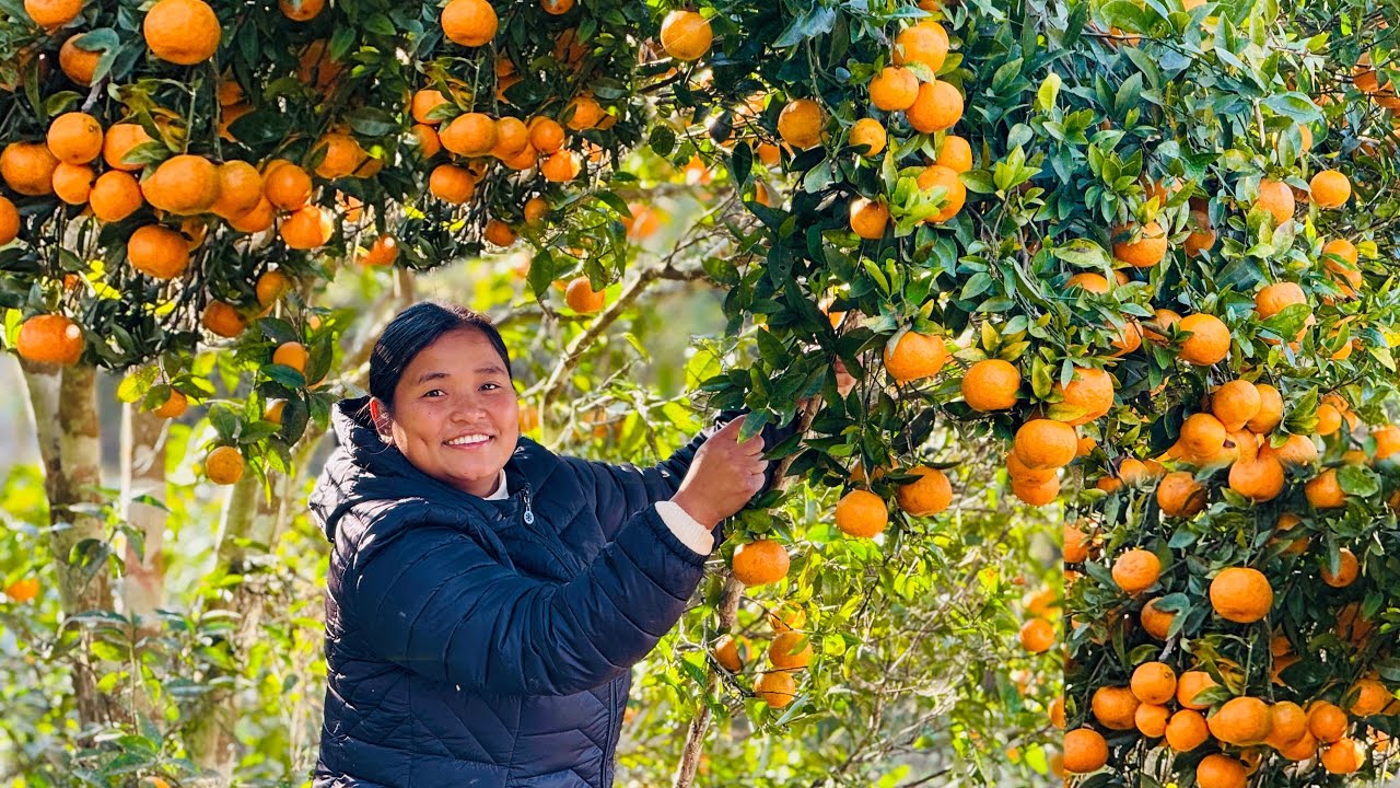 ORANGE🍊Mankamana didiko suntala kati mithoo🤤aajko din vaga vag vo#siruthapamagar#fruit#vlog i