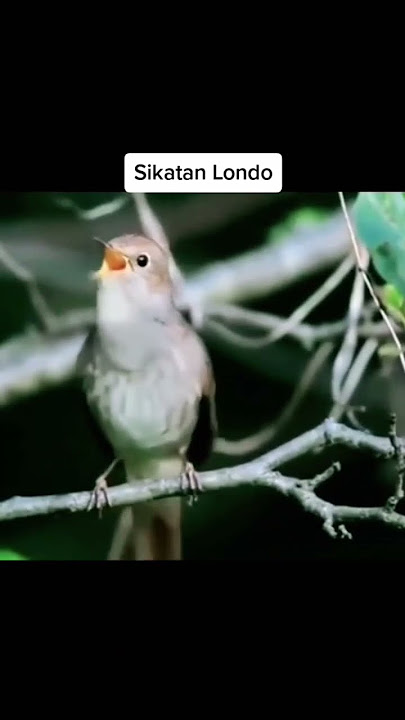 burung mahal seribu suara