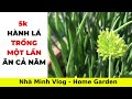 Cách trồng hành lá một lần ăn cả năm/How to grow scallions once a year/ @Nha Minh Vlog