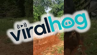 Farm Dog Digs A Water Trough || ViralHog