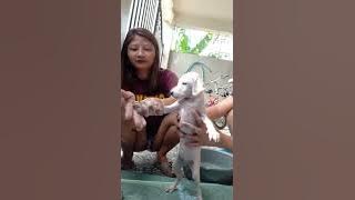 Ligo Time ni MOMO my pet dog