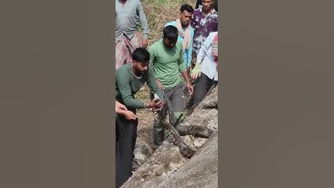 A huge python was rescued today in Siliguri#snake rescue #python