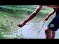 Primitive Technology | River Snake Head Fish Catch With Jungle Hen.