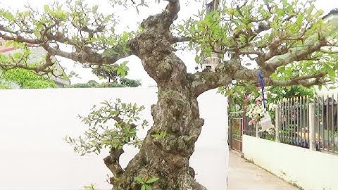 Bắt gặp cây lộc vừng trực ngũ phúc quá chỉnh