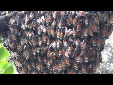 Video Ong ruồi làm tổ trên cây mai sau nhà - youtube
