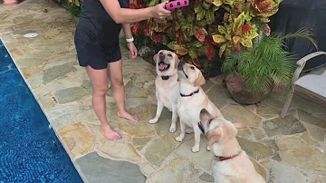 Do dogs remember their mothers?