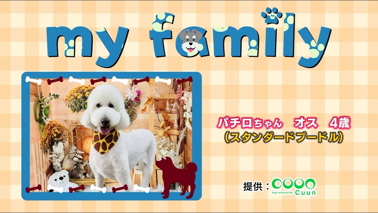 ぷーどる様 my family #47 パチロちゃん #スタンダードプードル - YouTube