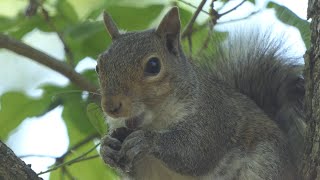 Eastern Gray Squirrel eats a nut