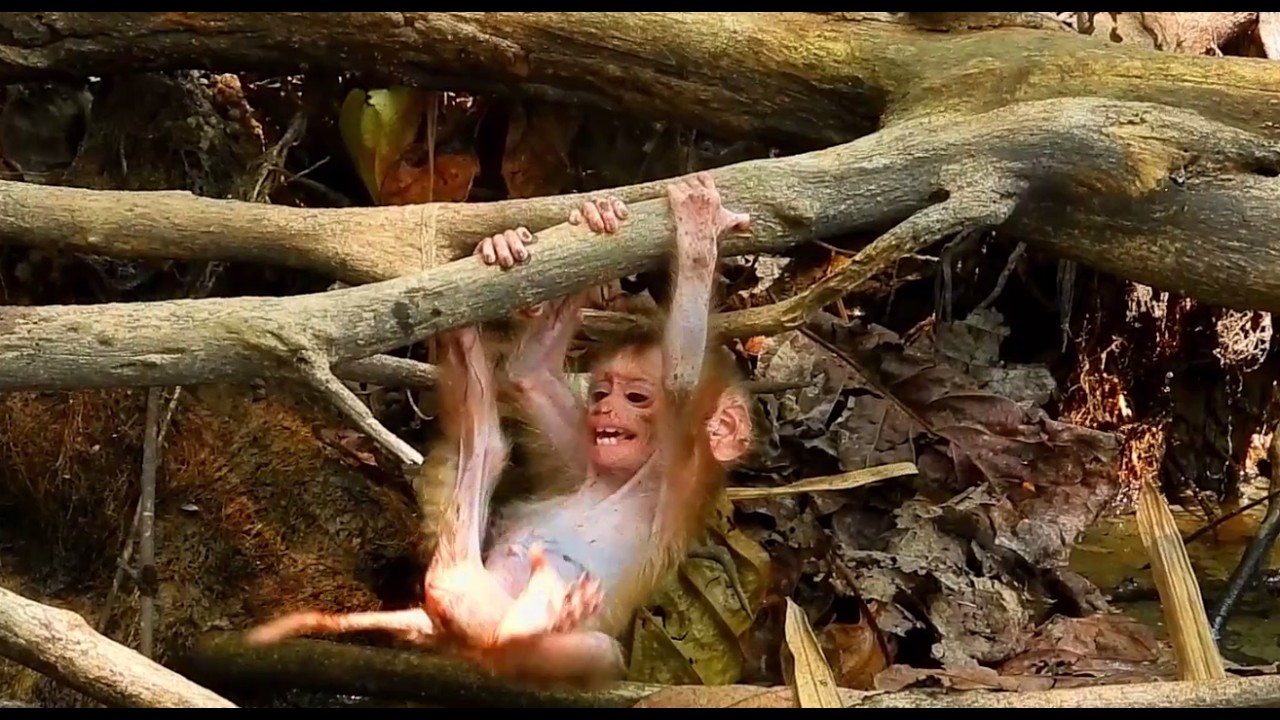 The little monkey, clinging to a tree trunk, fell into the water, and tried to call out for help.