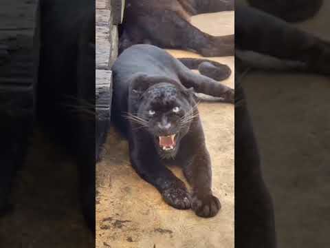 black panther video॥ panther॥wild॥#shorts#animalandbirdpoint#wildlife