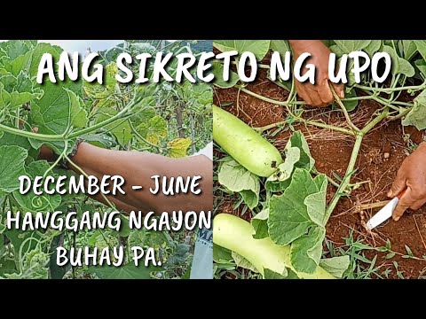 Video: Pag-aani ng mga Halaman ng Verbena: Paano At Kailan Mag-aani ng mga Dahon ng Verbena