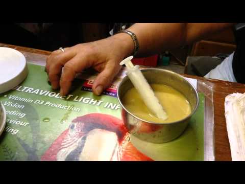 How to make baby african grey food formula and information How to make baby african grey food formula and information