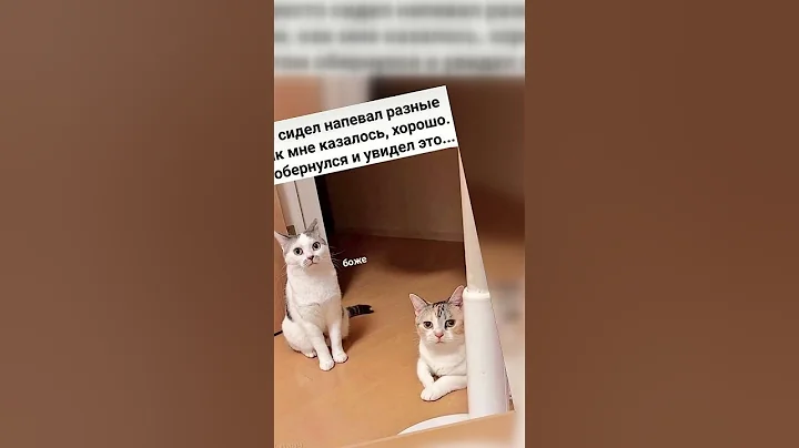 Video 11660201: cutecat pets catlover meow, kitten meow catlover cutecat, cats cutecat meow catlover, ginger cat, funny cat