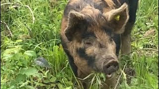 An experiment in grass mowing. How we casually became pig farmers by Wild Country Ranch 88 views 10 months ago 1 minute, 27 seconds
