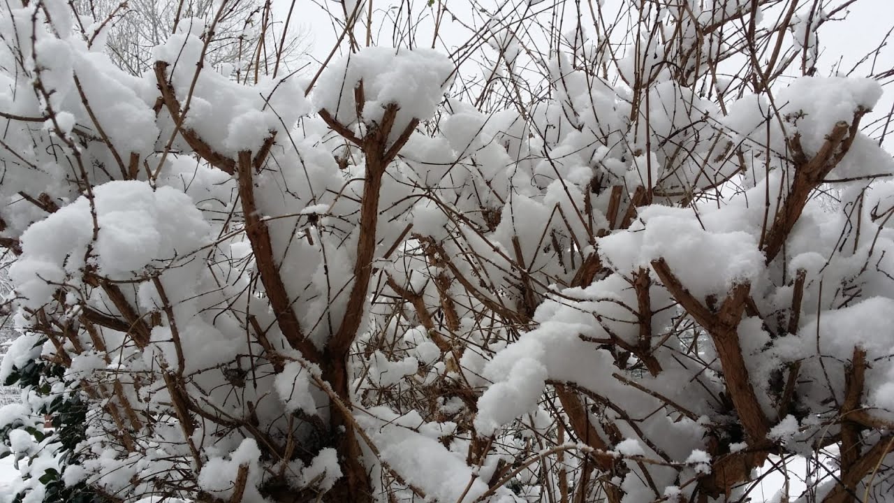 Beautiful Snow Fall in Birmingham 