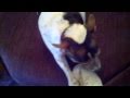 Dog hates obama so funny must watch