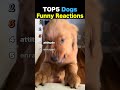 TOP5 Dogs Funny Reactions