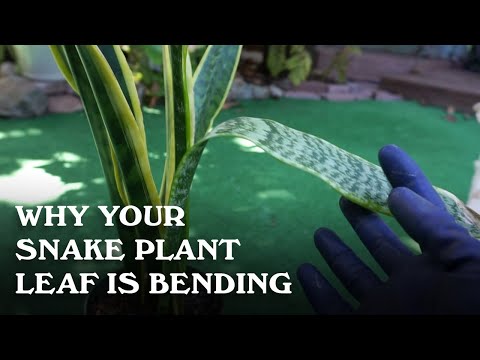 Video: Mijn slangenplant hangt af: redenen voor schoonmoeders tong met hangende bladeren