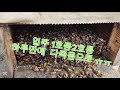 토종벌.산벌 1호.2호통 하릇만에  몽땅죽음으로~ㅠㅠ