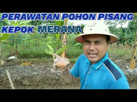 Video: Menumbuhkan Rumput Bottlebrush: Cara Merawat Rumput Bottlebrush Di Kebun