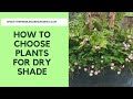 How to choose plants for dry shade...plus 10 favourite dry shade plants