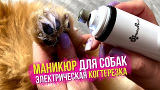 Grinder for dogs and cats, nail clipper for dogs DownyPaws. Spitz manicure