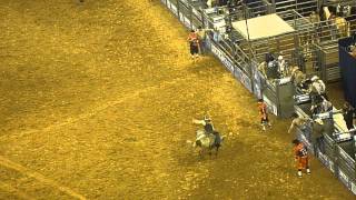 Houston livestock show and Rodeo 2013