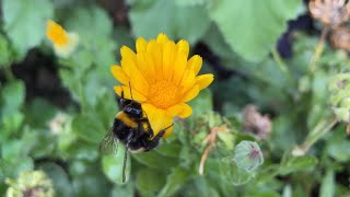 Bumblebee Falls of a Flower