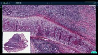 FlexView Microscopy Mode - Medical Image Viewer-as-a-Service
