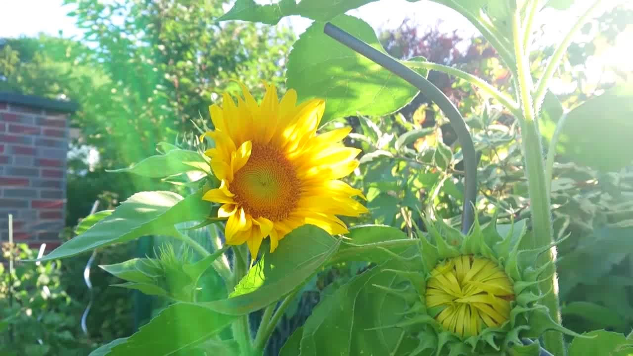 GARDEN TOUR | August in the small garden. Part 2 | the 365-days-flowering garden video phone beyonce mp3