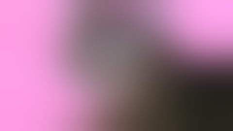 Nederland: Animal Insults (officiële videoclip)