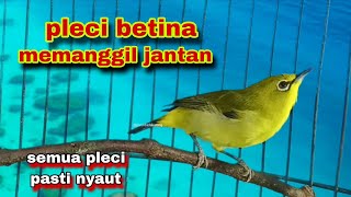 Suara Pleci Betina Birahi Memanggil Jantan,Memancing Birahi Pleci Jantan