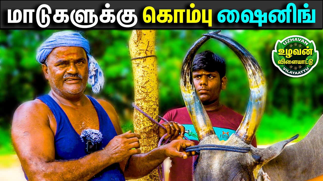 மாடுகளுக்கு கொம்பு ஷைனிங் செய்வது எப்படி ? முப்பட்டாறு அரம் கொண்டு ராவனும், Cow Horn Shaping