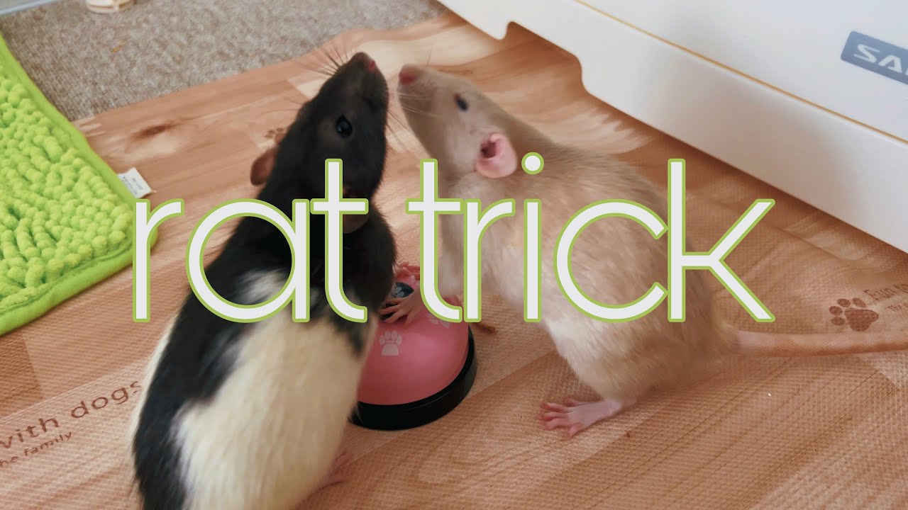 Lab Rat Ringing Bell ベルを鳴らしておやつをもらうことを覚えたラットたち🐭 🔔The rats learned to ring a bell to receive ...