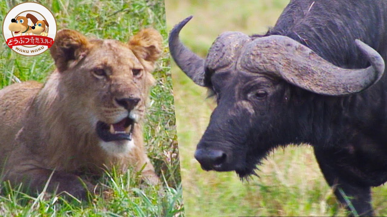オヴェストリオンの雄牛