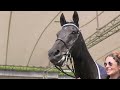 Equine Welfare at Royal Ascot 2023