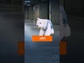Gameday Fits | Puppy Bowl