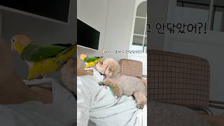똥꼬검사 #pet #반려동물 #parrot #동물키우기 #앵무새키우기#푸들#카이큐#dog#cute#bird