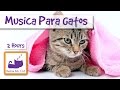 Música para ajudar a relaxar o seu gato, relaxante canções do gato para gatos sublinhou