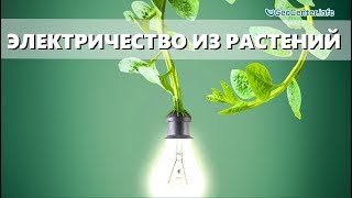 Электричество из комнатных растений -миф или реальность? Дыхание жизни Электричество из комнатных растений -миф или реальность? Дыхание жизни