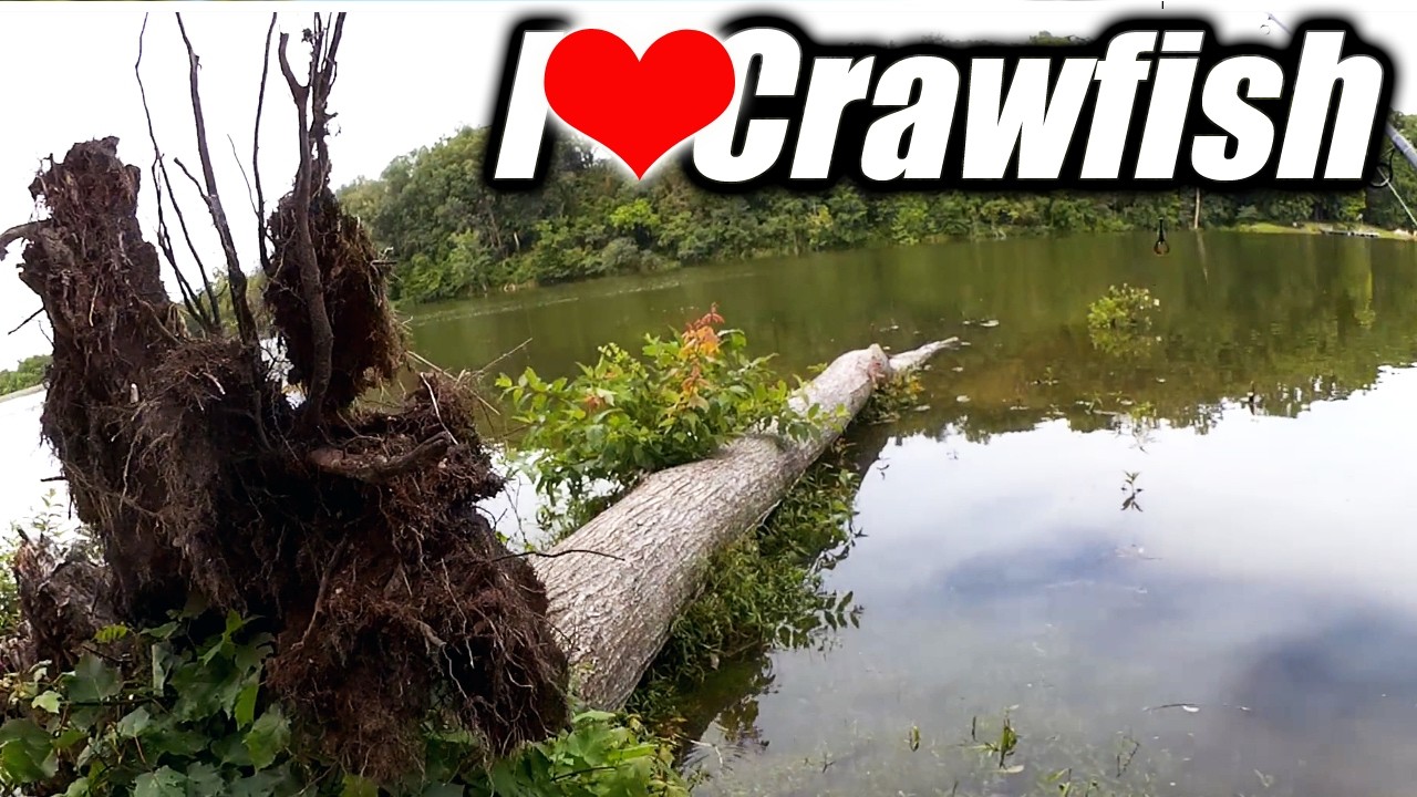 Summer Bass Fishing From the Bank With a Crawfish!