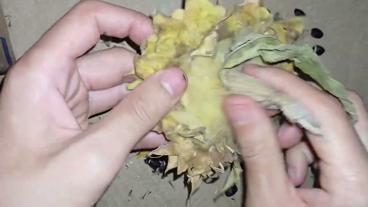 Cosechando 👨‍🌾 semillas de Girasol 🌻 