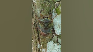 Ants find a Resh Cicada before it finishes molting
