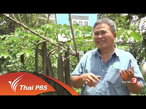 อาชีพทั่วไทย : เพาะพันธุ์ต้นพีคาเตี้ย (18 ก.ค. 60)
