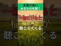 稲の声が聴こえてくる🌾👂💚